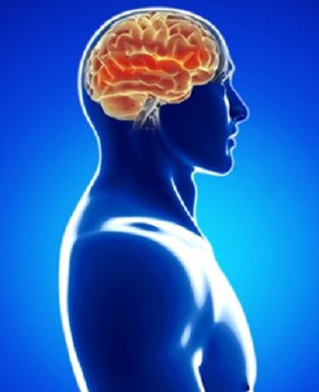 Neuroplaszticit�s