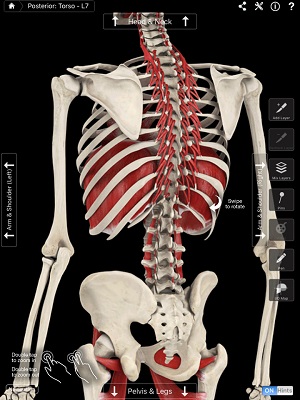 Cs�p� deformit�sok