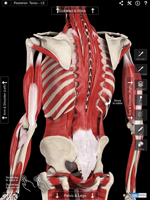 Cs�p� deformit�sok